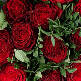 Букет из 11 красных пионовидных роз Hearts 40 см с фисташкой