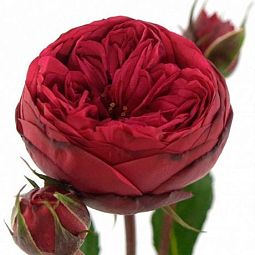 Роза пионовидная кустовая 40 см Red Piano Красная﻿ поштучно