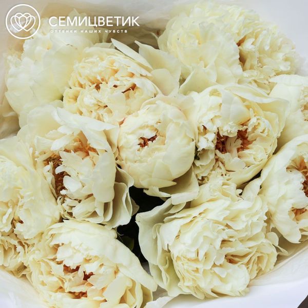 Букет из 11 лимонных пионов Lemon Chiffon Premium