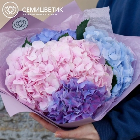 Букет из 5 гортензий яркий микс в сиреневой пленке