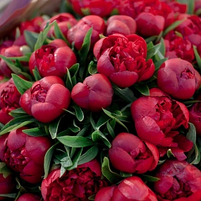 Букет из 51 бордового пиона Standart в розовой пленке