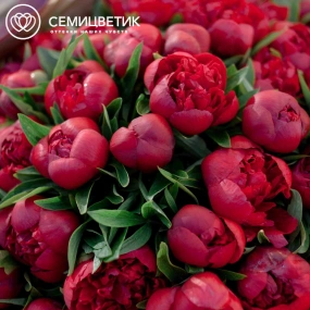 Букет из 51 бордового пиона Standart в розовой пленке