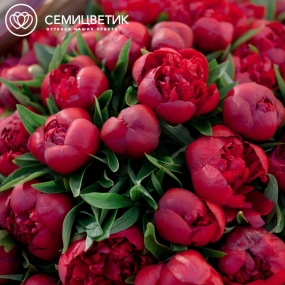 Букет из 51 бордового пиона Standart в розовой пленке