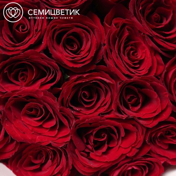 Букет из 25 красных роз Ever Red 50 см (Кения) в кремовой упаковке
