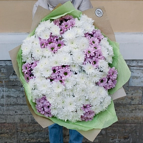 Букет из 51 белой и розовой кустовой хризантемы в упаковке