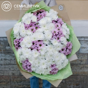 Букет из 51 белой и розовой кустовой хризантемы в упаковке