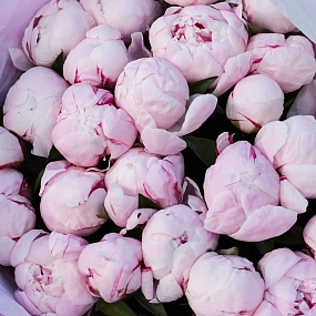 Букет из 25 розовых пионов Standart в розовой пленке