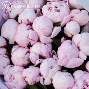 Букет из 25 розовых пионов Standart в розовой пленке