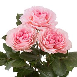 Роза пионовидная одноголовая 40 см Mayra's Pink Розовая поштучно