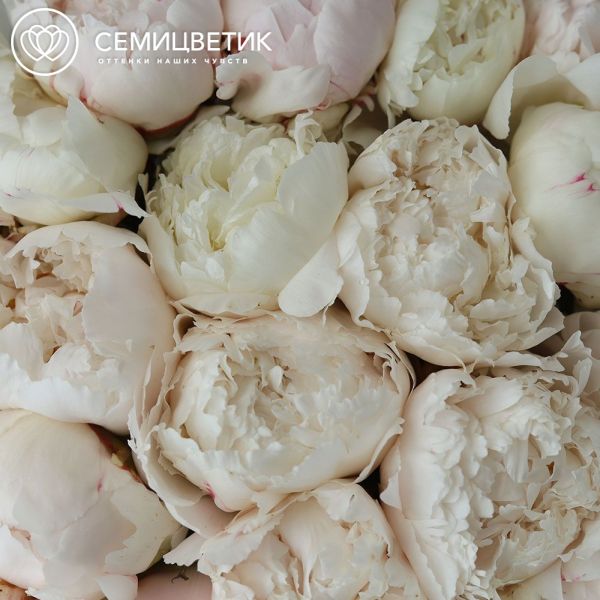 Букет из 25 бело-кремовых пионов Bowl of cream Premium