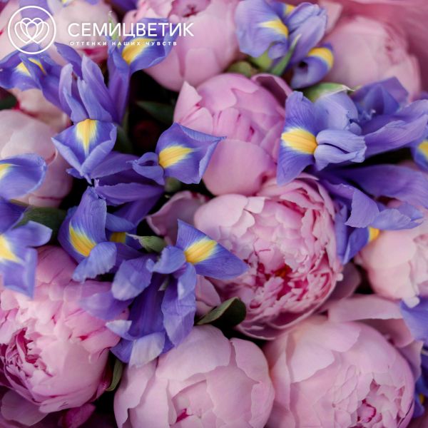 Букет из 10 розовых пионов Premium и 15 синих ирисов