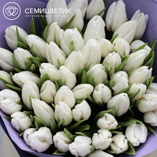 Букет из 51 белого тюльпана 40 см в сиреневой пленке