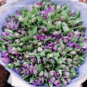 Букет из 51 альстромерии в фиолетовых тонах в кремовой пленке