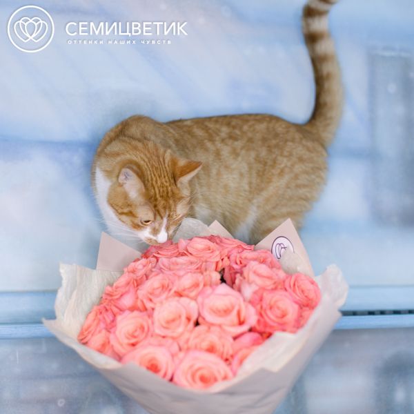 Букет из 25 розовых роз Amsterdam 50 см (Эквадор)