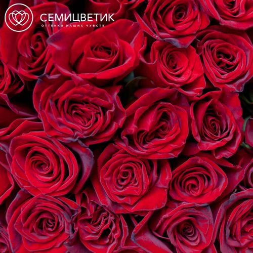 Букет из 51 красной с темной каймой розы (Россия) 80 см