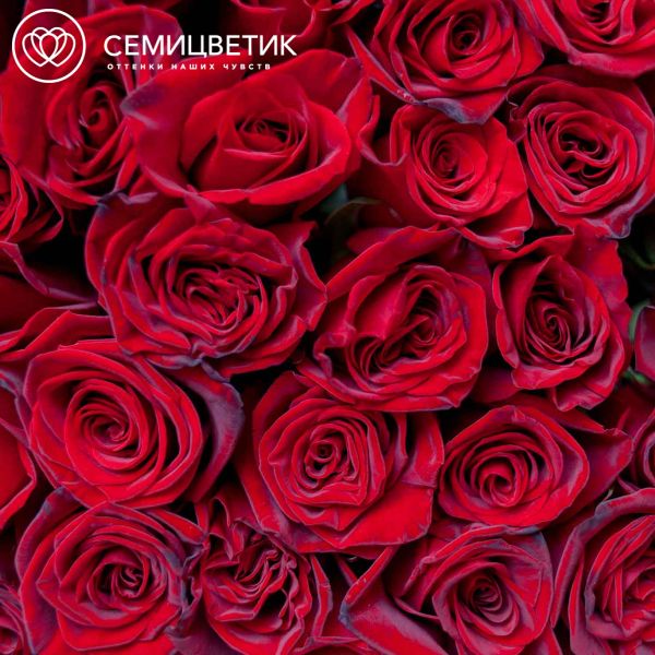 Букет из 51 красной с темной каймой розы Магия 80 см (Россия)