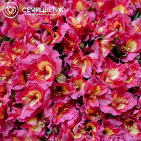 Букет из 51 альстромерии в розовых тонах в бордовой пленке