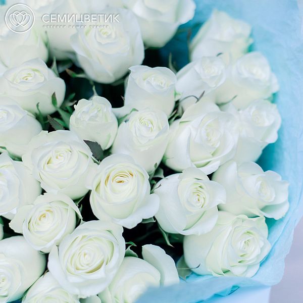 35 белых роз (Кения) 40 см Premium