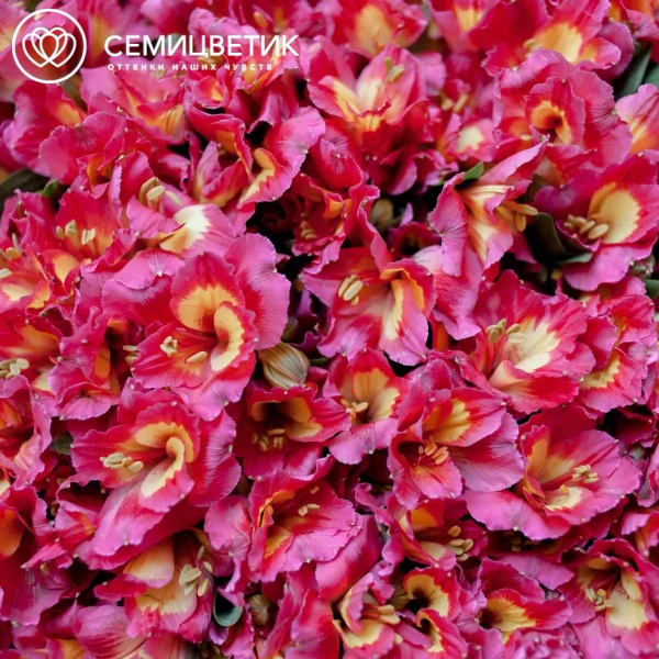 Букет из 51 альстромерии в розовых тонах в бордовой пленке