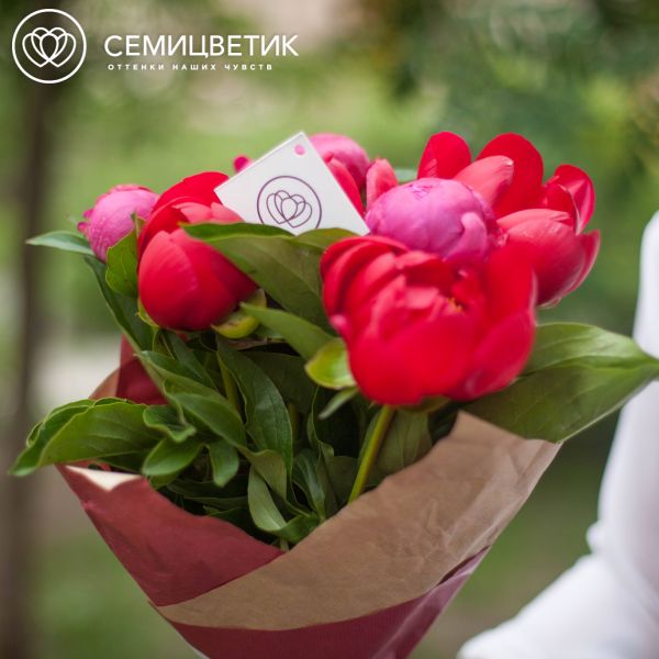 Букет из 7 бордовых и коралловых пионов Standart