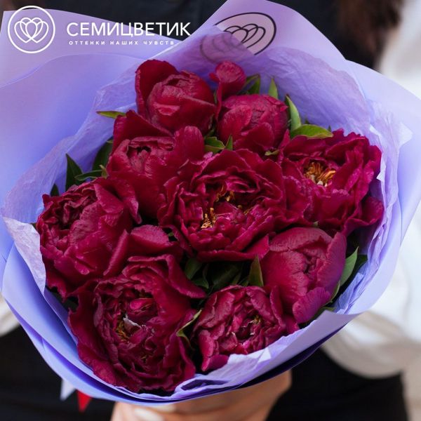 Букет из 9 бордовых пионов Standart Plus в сиреневой пленке