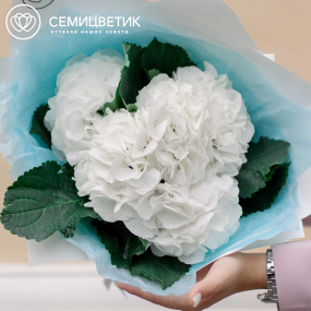 Букет из 5 белых гортензий в белой пленке