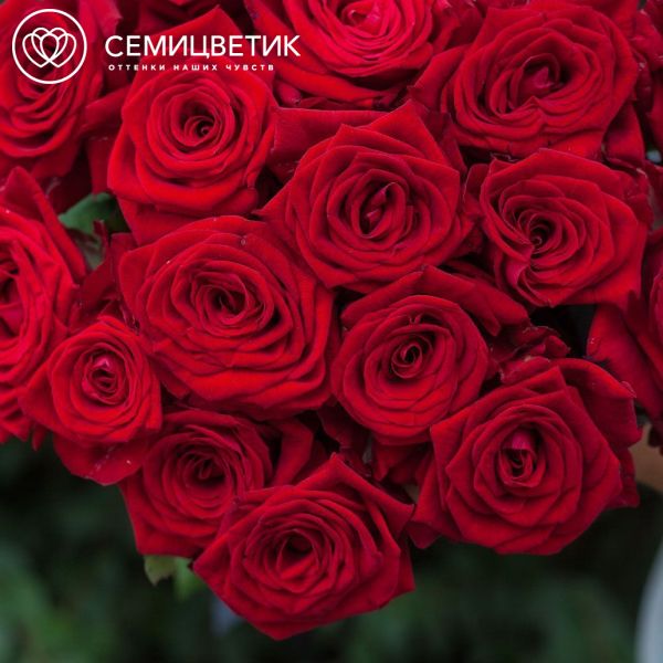 Траурный букет из 22 красных роз 50 см (Россия)