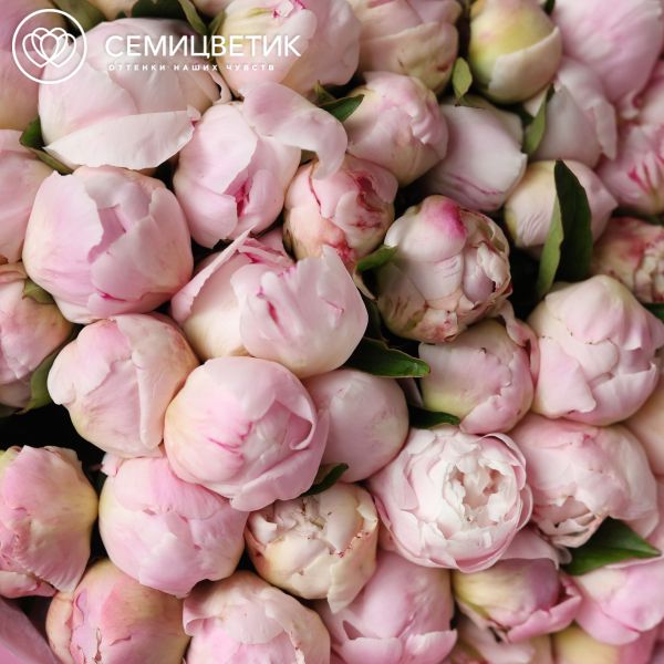 Букет из 101 нежно-розового пиона Gardenia Premium