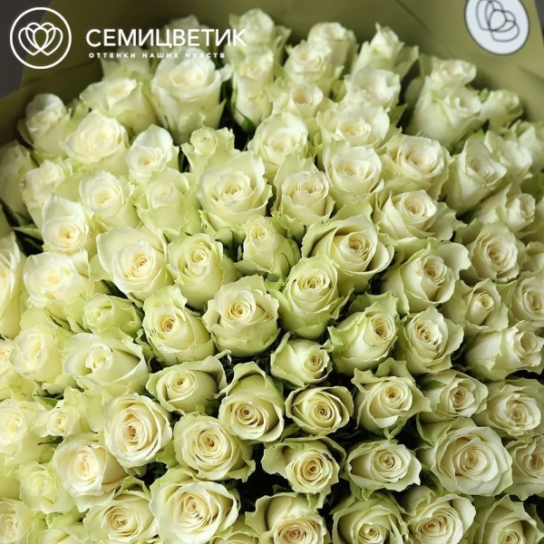 Букет из 101 белой розы 35-40 см (Кения) в оливковой пленке