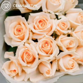 Букет из 15 кремовых роз Пич Аваланш 35-40 см (Россия) в зеленой пленке