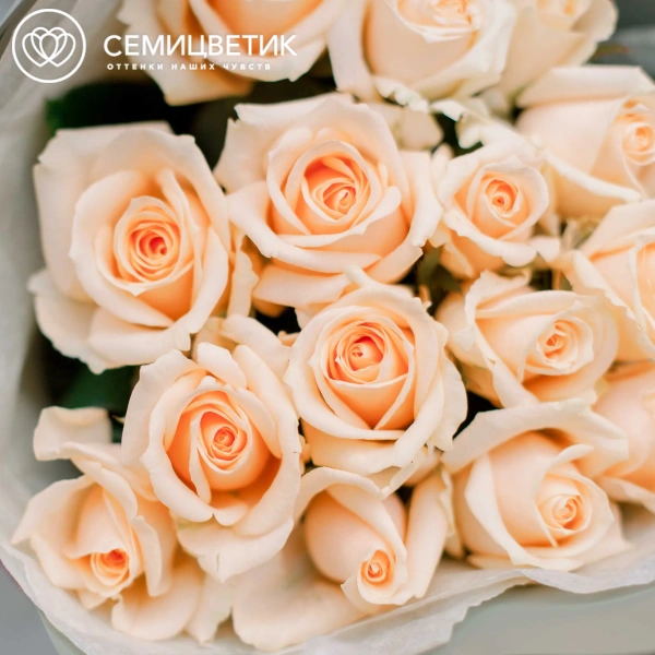 Букет из 15 кремовых роз Пич Аваланш 35-40 см (Россия) в зеленой пленке
