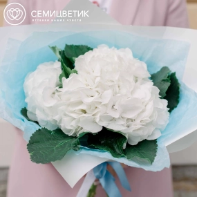 Букет из 5 белых гортензий в белой пленке