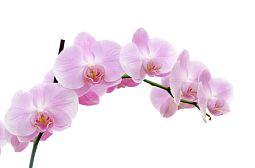 Орхидея Фаленопсис Ветка поштучно