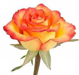 Роза (Эквадор) High Magic 70 см Желтая с красной каймой поштучно
