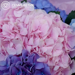 Букет из 5 гортензий яркий микс в сиреневой пленке