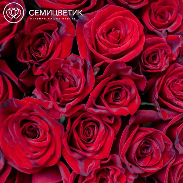 Букет из 25 красных с темной каймой роз Магия 70 см (Россия)