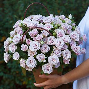 Композиция из 25 сиреневых кустовых роз в сумочке