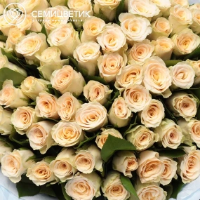 Букет из 101 кремовой розы 30 см (Кения) в голубой пленке