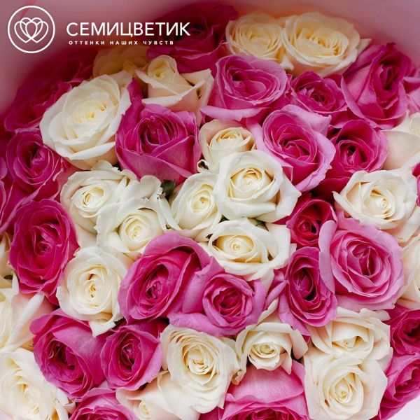 Букет из 51 розовой и белой розы 50 см (Россия) в розовой пленке