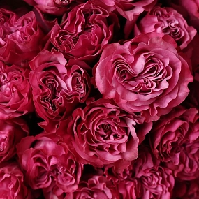 Букет из 25 сиреневых пионовидных роз Queen Crown 50 см (Эквадор) в розовой пленке