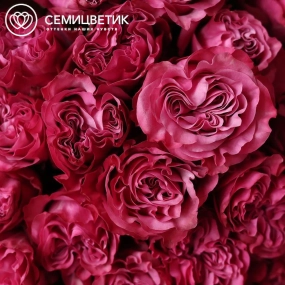 Букет из 25 сиреневых пионовидных роз Queen Crown 50 см (Эквадор) в розовой пленке