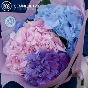 Букет из 5 гортензий яркий микс в сиреневой пленке