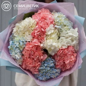 Букет из 9 гортензий нежный микс в голубой пленке