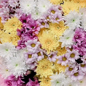 Букет из 15 кустовых хризантем микс в розовой пленке