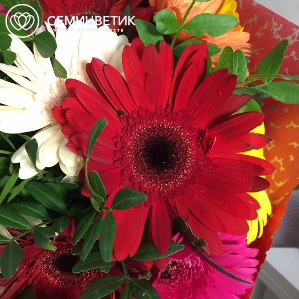 Букет из 19 гербер микс с фисташкой в бордовой пленке