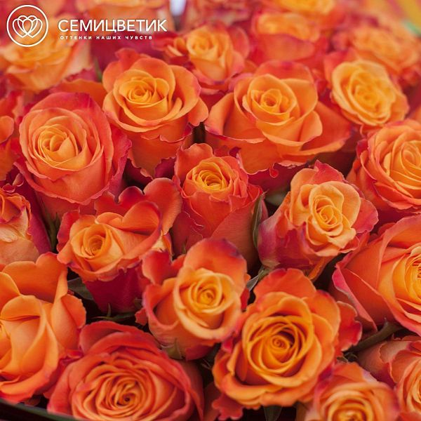 51 оранжевая роза (Кения) 40 см Premium