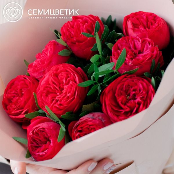 Букет из 9 красных пионовидных роз Red Piano 40 см с фисташкой в кремовой пленке