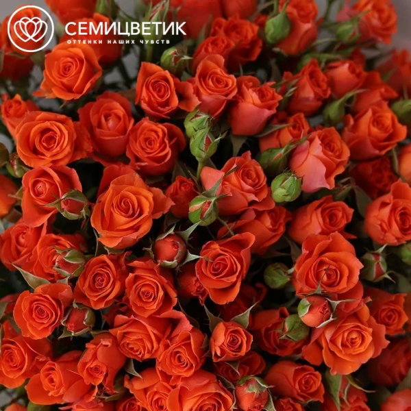 Букет из 25 оранжевых кустовых роз 40-50 см (Россия) в прозрачной упаковке