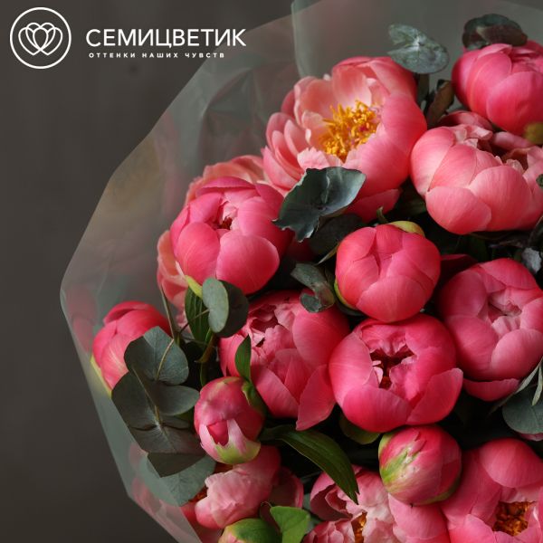 Букет из 25 пионов Coral Sunset Premium с эвкалиптом в полупрозрачной упаковке