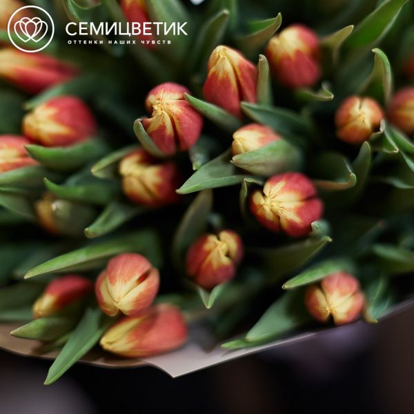 Букет из 101 желто-красного тюльпана 40 см